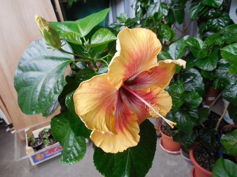  - Tahitian Arcturus Queen