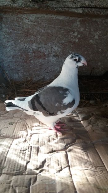 Ro 2015 f - MATCA 2017