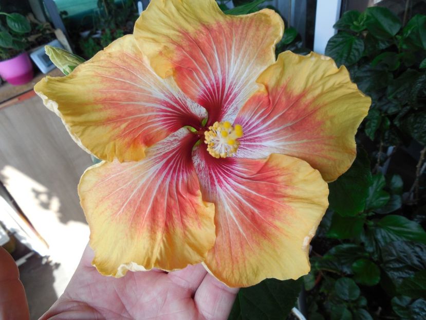  - Tahitian Arcturus Queen