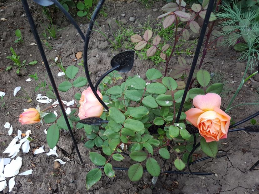  - lady emma hamilton