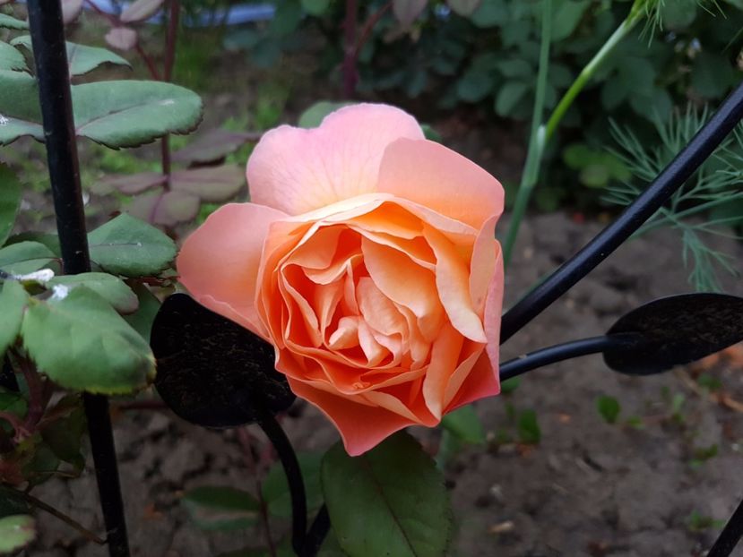  - lady emma hamilton