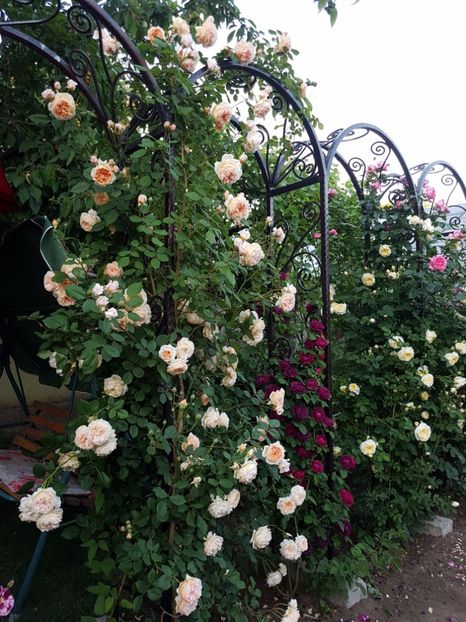  - crown princess margareta