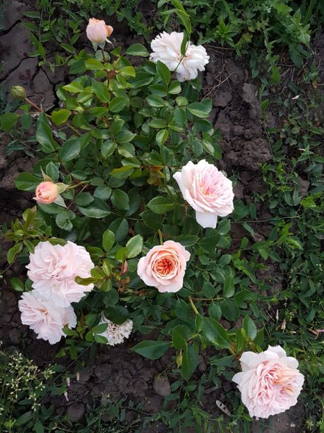  - garden of roses
