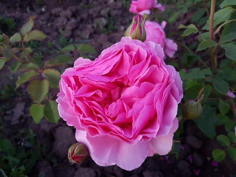  - princess alexandra of kent