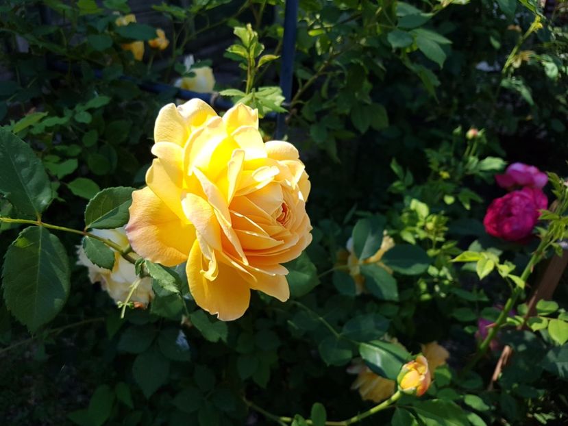  - golden celebration