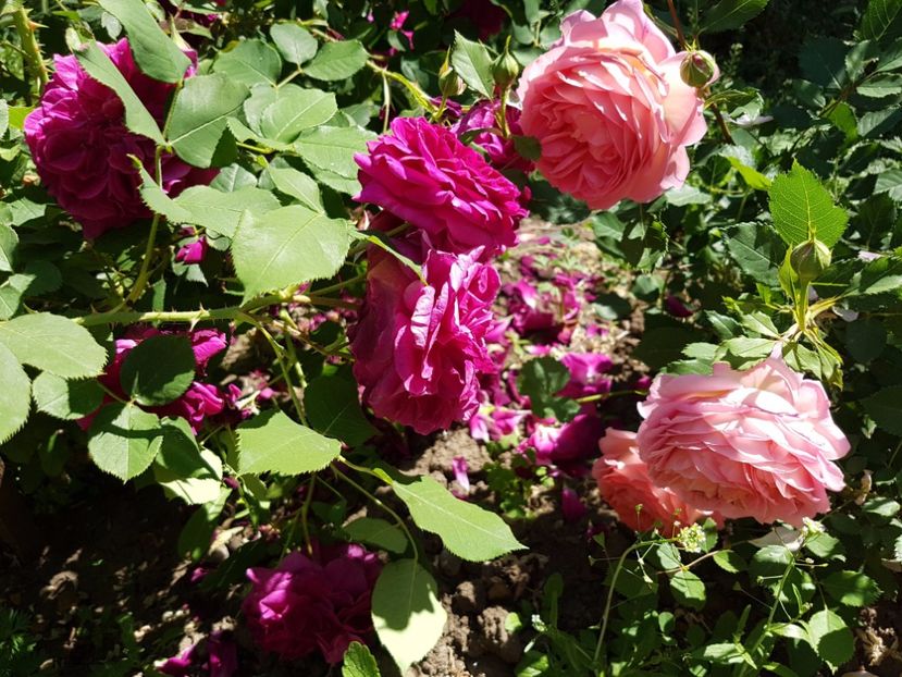  - jubilee celebration