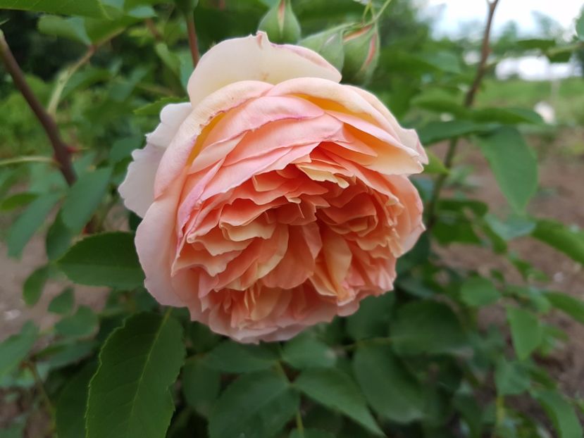  - Froufroutante Jackie