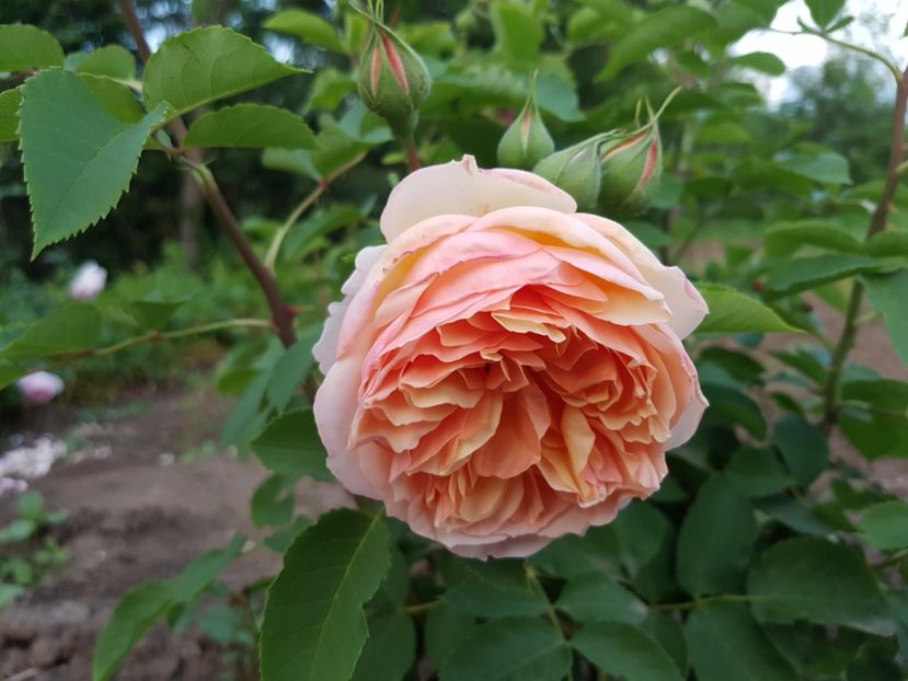  - Froufroutante Jackie