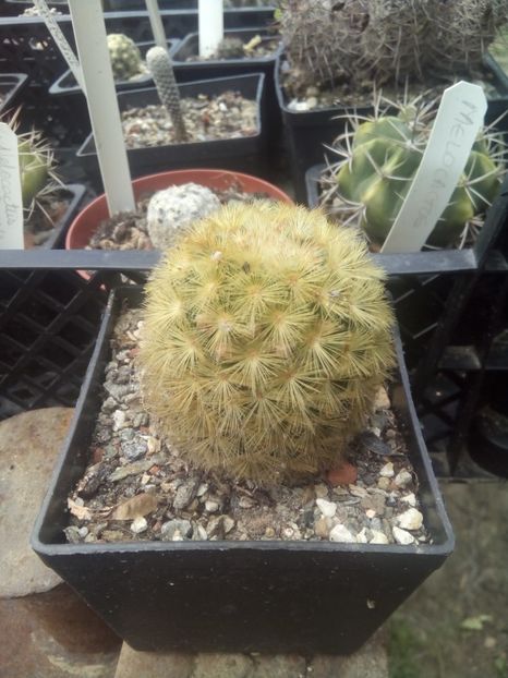 mammilaria carmenae - Cactusi noi in colectia mea