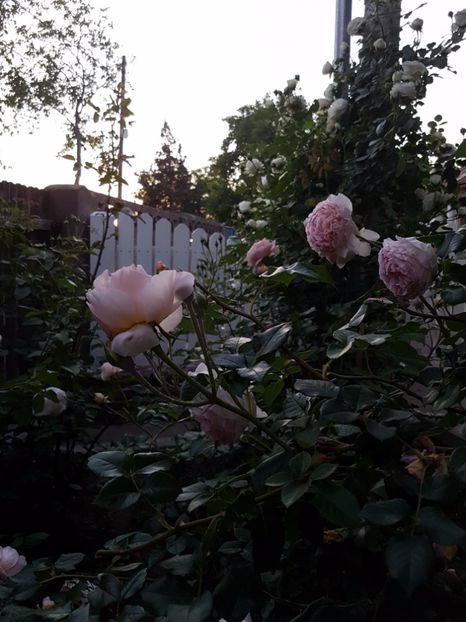 A shropshire lad - 2 trandafiri 2017 I