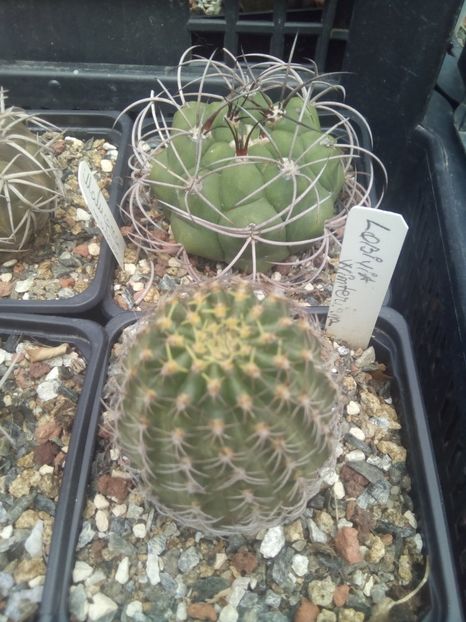  - Cactusi noi in colectia mea