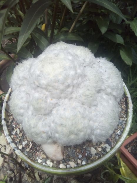 mammilaria plumosa - Cactusi noi in colectia mea