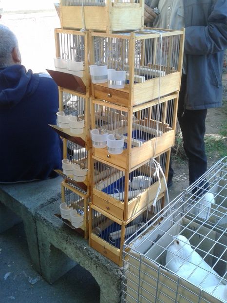 Fotografie0004(1) - 21---targ zrenjanin serbia 28 05 2017