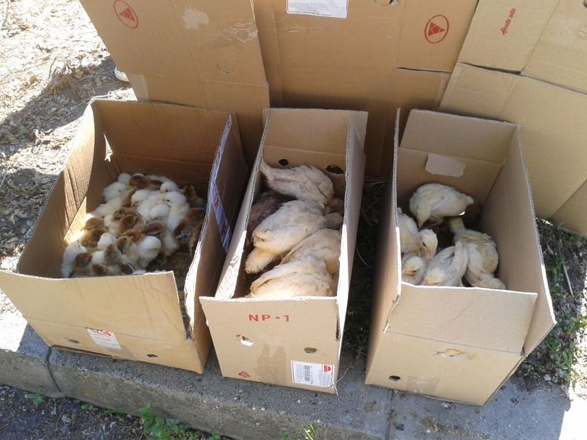 Fotografie0185 - 21---targ zrenjanin serbia 28 05 2017