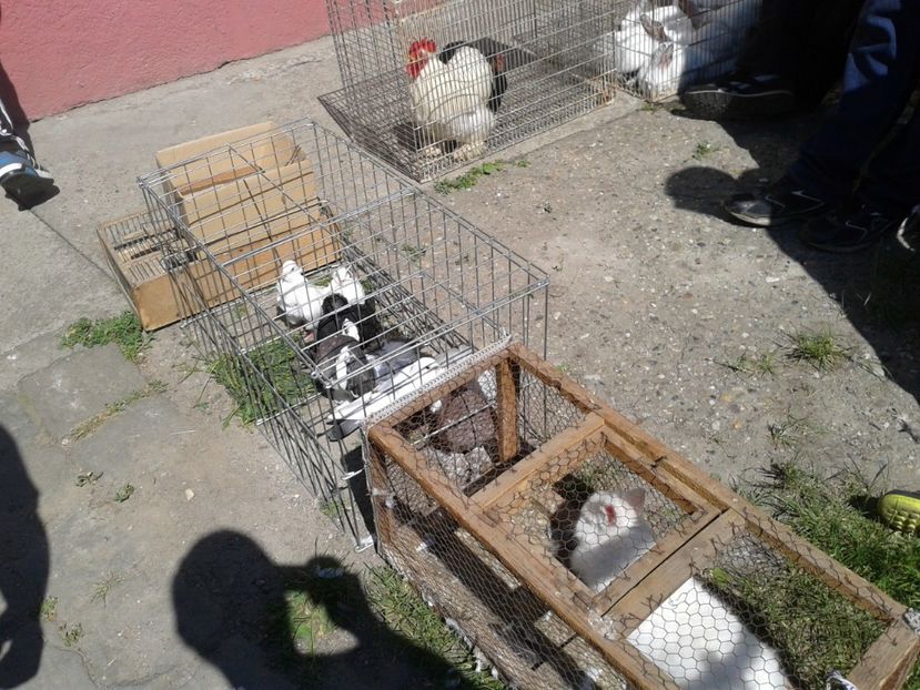 Fotografie0189 - 21---targ zrenjanin serbia 28 05 2017