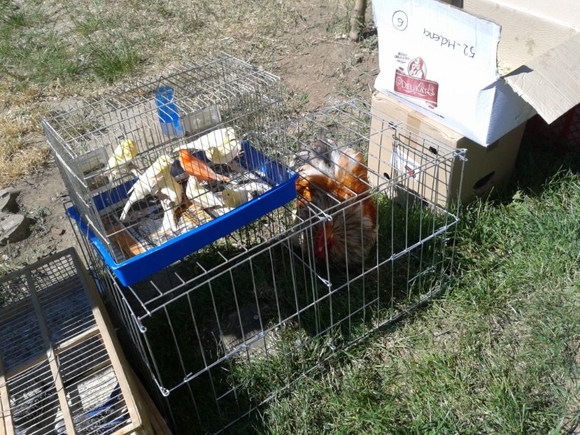 Fotografie0190 - 21---targ zrenjanin serbia 28 05 2017