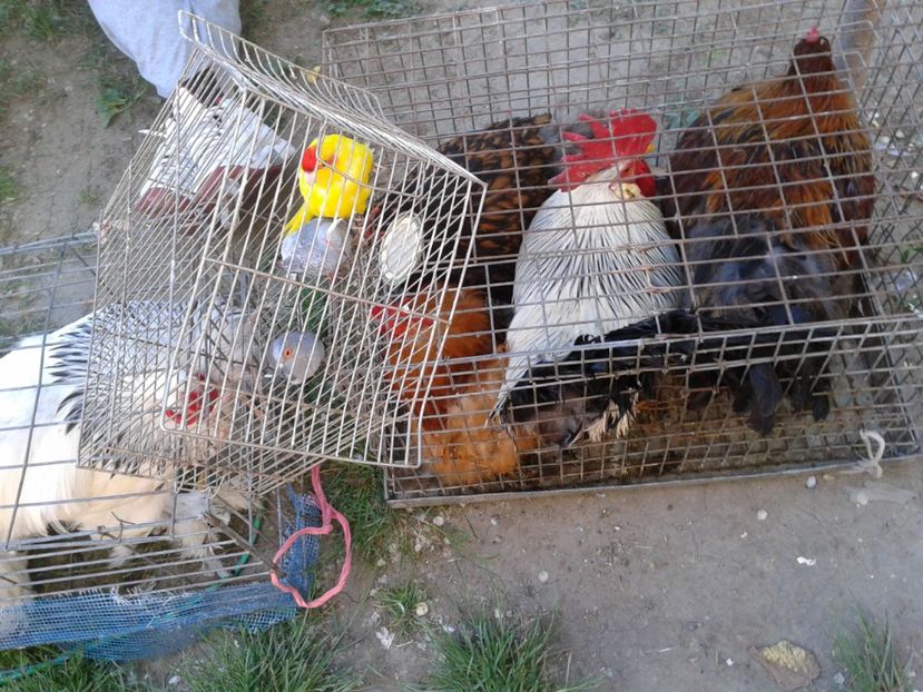 Fotografie0193 - 21---targ zrenjanin serbia 28 05 2017