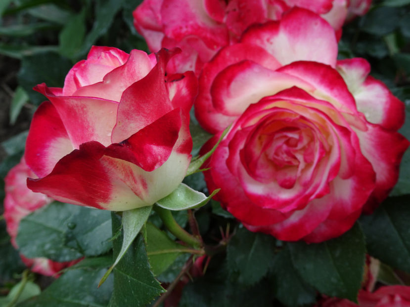  - Jubile du Prince du Monaco