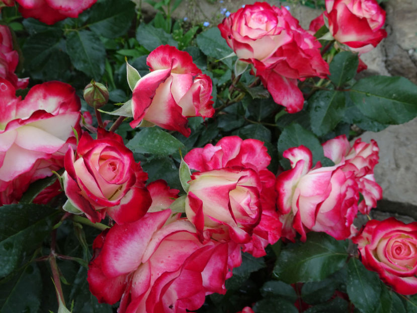  - Jubile du Prince du Monaco