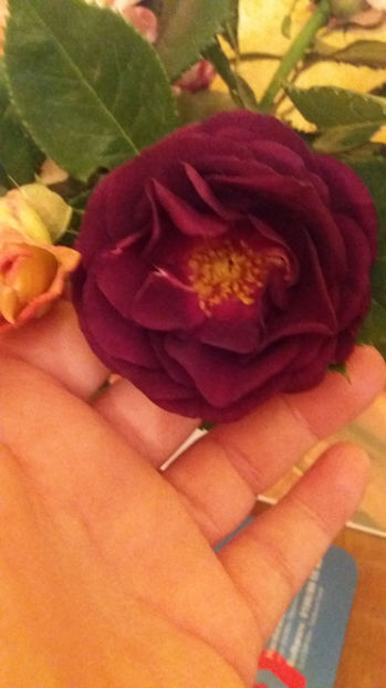 Midnight blue. - Trandafiri 2017