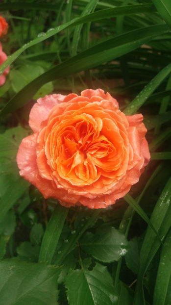 Summer Song - Trandafiri 2017