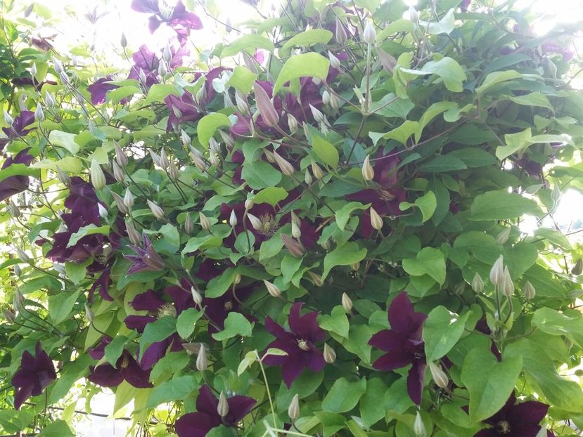  - 2017 clematis
