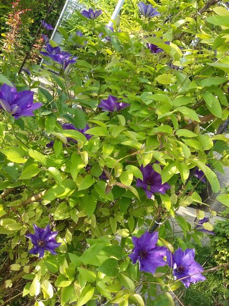  - 2017 clematis