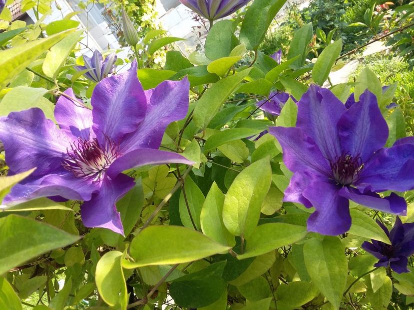  - 2017 clematis