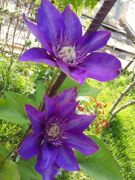  - 2017 clematis