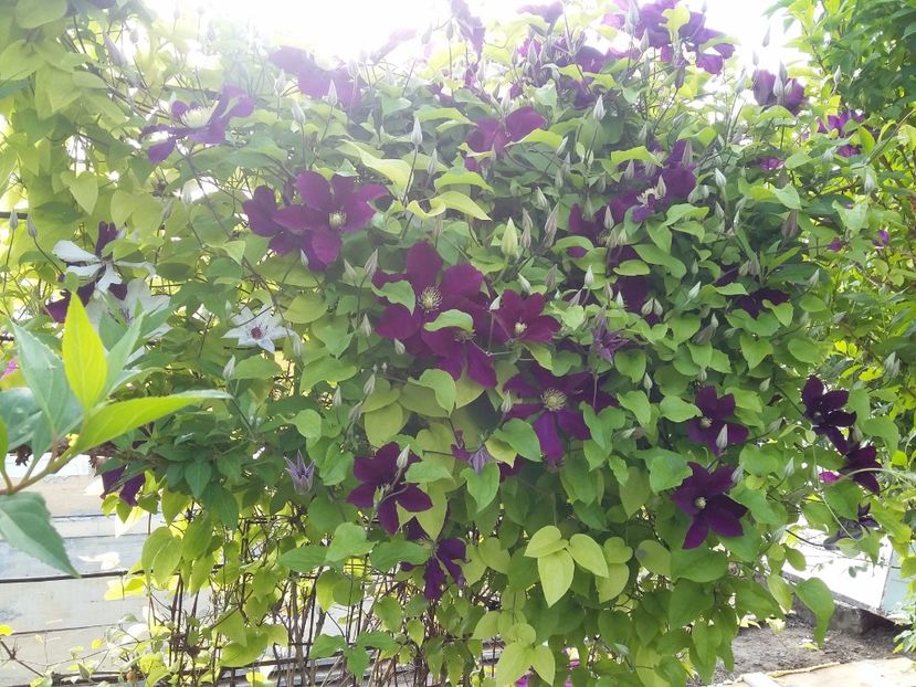  - 2017 clematis