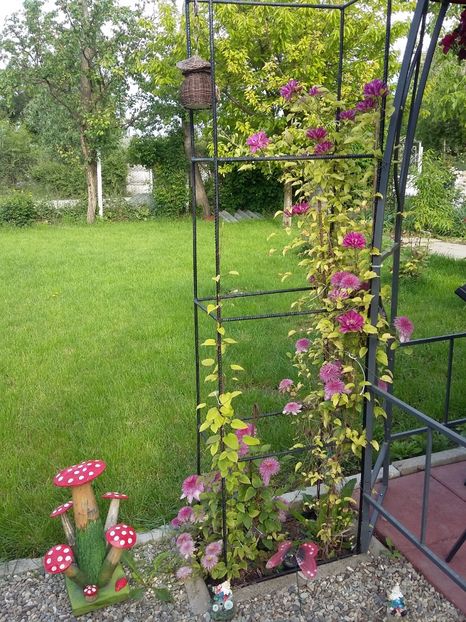  - 2017 clematis