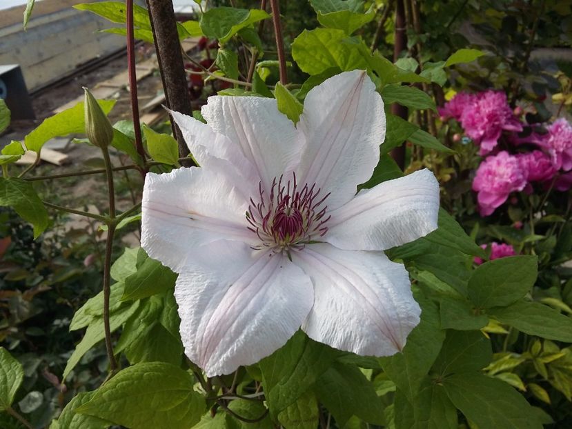  - 2017 clematis