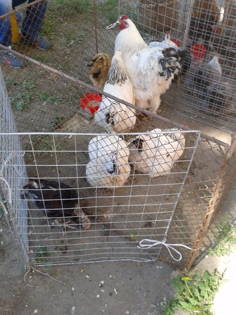 Fotografie0195 - 21---targ zrenjanin serbia 28 05 2017