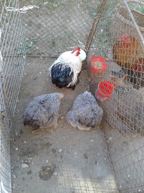 Fotografie0196 - 21---targ zrenjanin serbia 28 05 2017