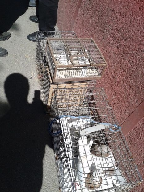 Fotografie0197 - 21---targ zrenjanin serbia 28 05 2017