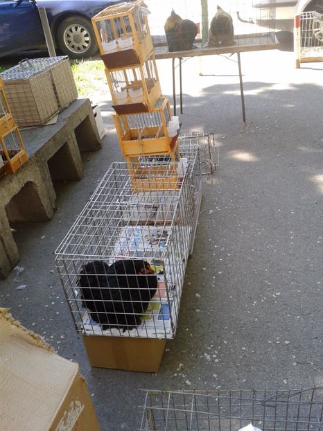 Fotografie0198 - 21---targ zrenjanin serbia 28 05 2017