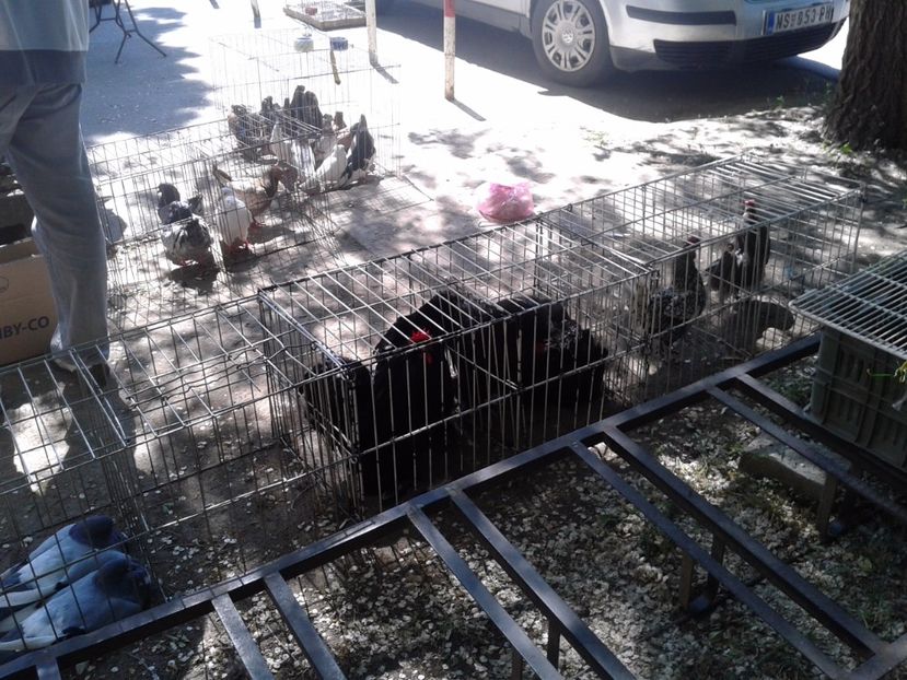 Fotografie0204 - 21---targ zrenjanin serbia 28 05 2017