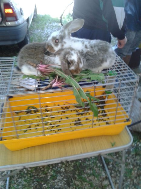 Fotografie0212 - 21---targ zrenjanin serbia 28 05 2017