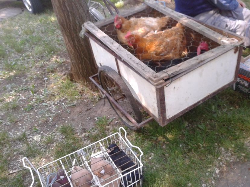 Fotografie0215 - 21---targ zrenjanin serbia 28 05 2017