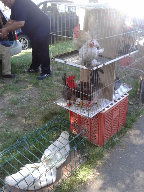 Fotografie0216 - 21---targ zrenjanin serbia 28 05 2017