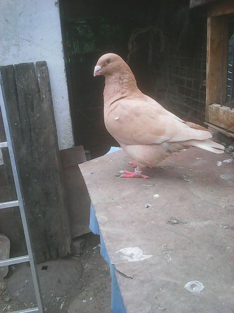 Photo0752 - Standard diverse culori