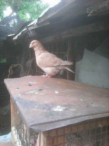 Photo0757 - Standard diverse culori