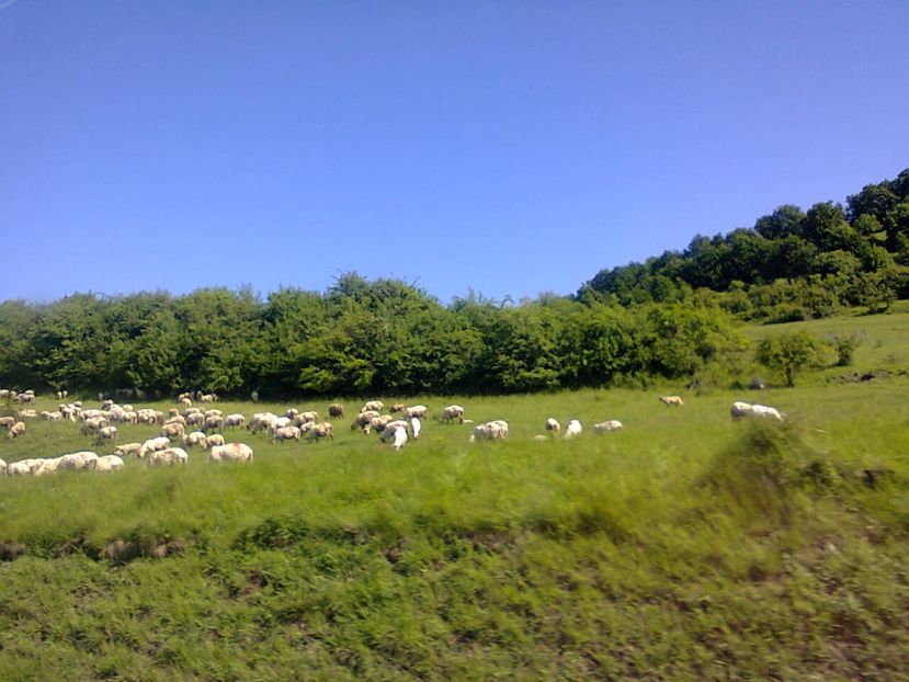 Fotografie2641 - 2017 CONCEDIU FELIX 28V-9VI HOTEL PADIS