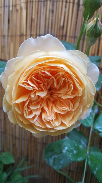  - Crown Princess Margaret