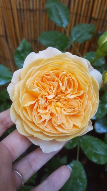  - Crown Princess Margaret