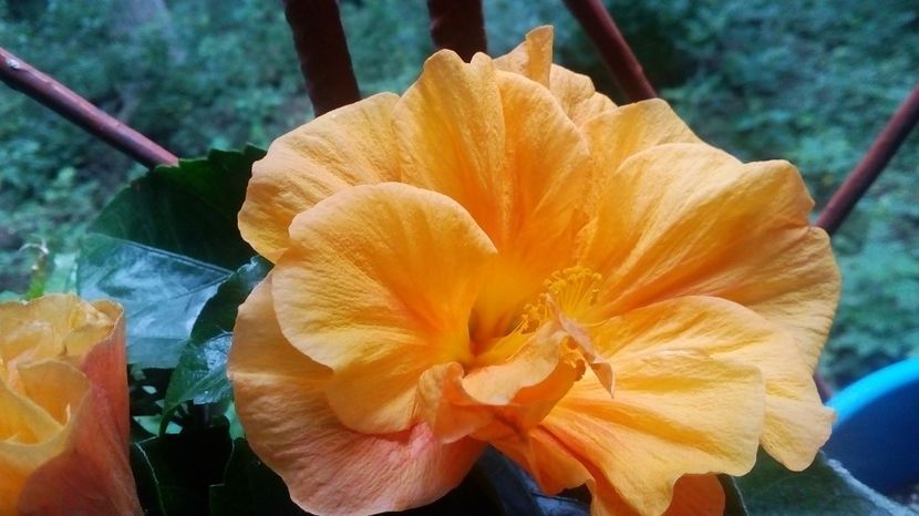 jazz 1-31.05.2017 - hibi