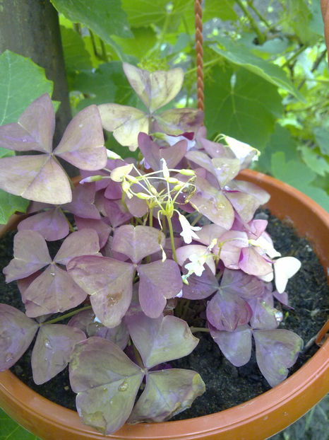 Picture 294 - Oxalis