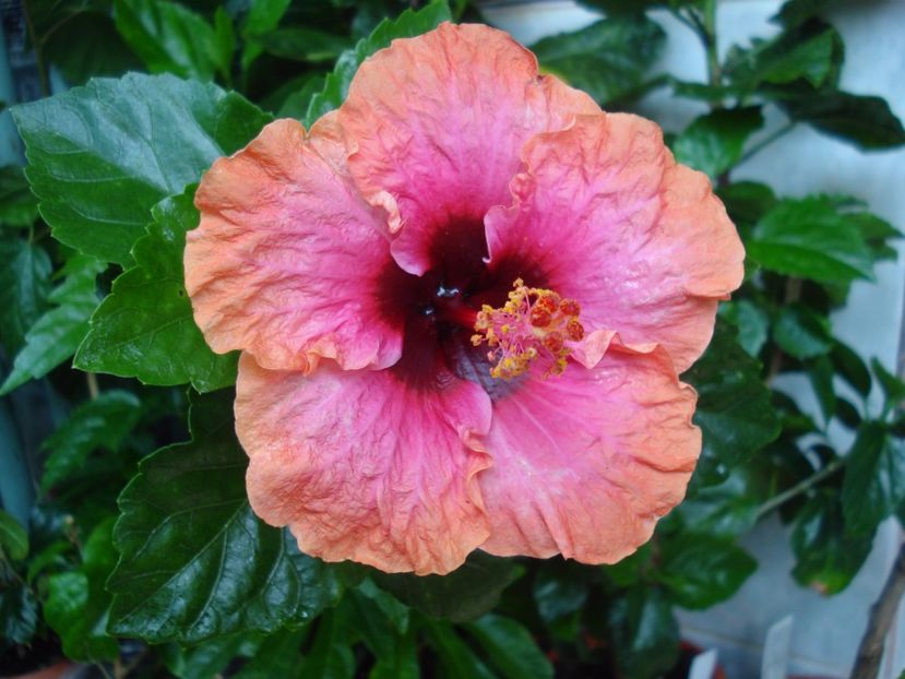  - HIBISCUS 2017