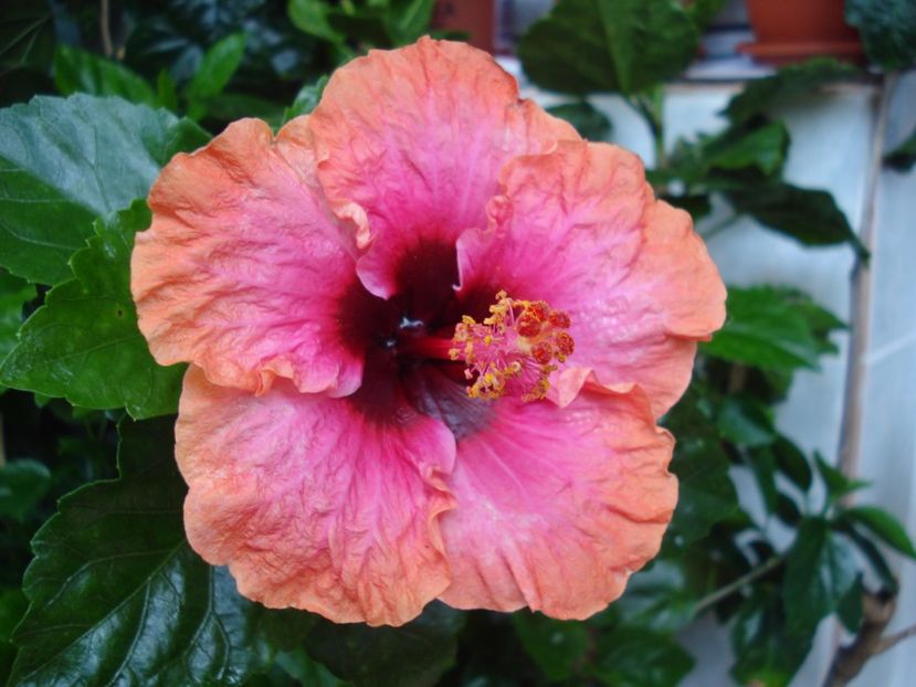  - HIBISCUS 2017