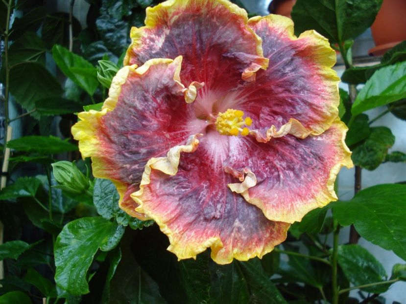  - HIBISCUS 2017